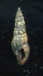 Bela laevigata